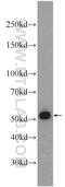 Cell Division Cycle 20 antibody, 10252-1-AP, Proteintech Group, Western Blot image 