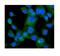 Histidine triad nucleotide-binding protein 1 antibody, PB9632, Boster Biological Technology, Immunofluorescence image 