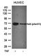RELB Proto-Oncogene, NF-KB Subunit antibody, orb14944, Biorbyt, Western Blot image 