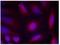 High affinity nerve growth factor receptor antibody, AP09480PU-S, Origene, Immunofluorescence image 