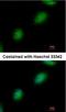 TP53RK Binding Protein antibody, NBP1-31618, Novus Biologicals, Immunocytochemistry image 