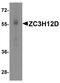 Zinc Finger CCCH-Type Containing 12D antibody, A08591, Boster Biological Technology, Western Blot image 