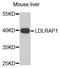 Low Density Lipoprotein Receptor Adaptor Protein 1 antibody, orb247798, Biorbyt, Western Blot image 