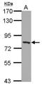 Peroxisomal targeting signal 1 receptor antibody, NBP2-19781, Novus Biologicals, Western Blot image 