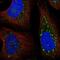 FYVE And Coiled-Coil Domain Containing 1 antibody, NBP2-58241, Novus Biologicals, Immunofluorescence image 