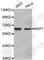 Nuclear RNA export factor 1 antibody, A5907, ABclonal Technology, Western Blot image 