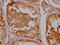 Solute Carrier Family 6 Member 4 antibody, CSB-RA224413A0HU, Cusabio, Immunohistochemistry frozen image 