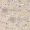 2',3'-Cyclic Nucleotide 3' Phosphodiesterase antibody, A1018, ABclonal Technology, Immunohistochemistry paraffin image 