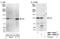 Integrator complex subunit 3 antibody, NBP1-19092, Novus Biologicals, Western Blot image 