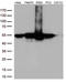 Calreticulin antibody, LS-C796546, Lifespan Biosciences, Western Blot image 
