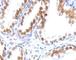 Androgen Receptor antibody, V7101IHC-7ML, NSJ Bioreagents, Immunohistochemistry frozen image 