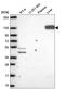 Pyruvate carboxylase, mitochondrial antibody, HPA058765, Atlas Antibodies, Western Blot image 