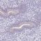 Sperm Acrosome Associated 1 antibody, HPA043297, Atlas Antibodies, Immunohistochemistry frozen image 