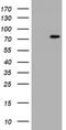 HBS1-like protein antibody, LS-C175388, Lifespan Biosciences, Western Blot image 