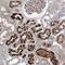 Membrane Magnesium Transporter 1 antibody, HPA032037, Atlas Antibodies, Immunohistochemistry frozen image 