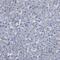 SPEG antibody, PA5-53875, Invitrogen Antibodies, Immunohistochemistry frozen image 