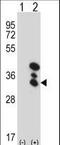 BVR A antibody, LS-C156828, Lifespan Biosciences, Western Blot image 