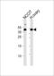Embryonic stem cell-related gene protein antibody, MBS9209575, MyBioSource, Western Blot image 
