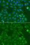 SSX Family Member 5 antibody, 19-288, ProSci, Immunofluorescence image 