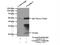 CLDN3 antibody, 16456-1-AP, Proteintech Group, Immunoprecipitation image 