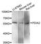 Protein disulfide-isomerase A2 antibody, A12789, ABclonal Technology, Western Blot image 