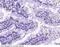 Platelet glycoprotein 4 antibody, 80263-R002, Sino Biological, Immunohistochemistry frozen image 