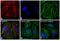 Mouse IgG (H+L) antibody, A-21050, Invitrogen Antibodies, Immunofluorescence image 