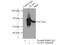 63 kDa membrane protein antibody, 16686-1-AP, Proteintech Group, Immunoprecipitation image 