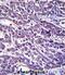 Elastin Microfibril Interfacer 3 antibody, abx027524, Abbexa, Immunohistochemistry frozen image 