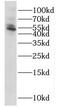5'-Nucleotidase Domain Containing 1 antibody, FNab05877, FineTest, Western Blot image 