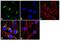 Insulin Like Growth Factor 2 Receptor antibody, MA1-066, Invitrogen Antibodies, Immunofluorescence image 