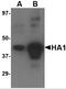 Avian Influenza Hemagglutinin 4 antibody, 3913, ProSci Inc, Western Blot image 