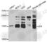 Interferon Alpha Inducible Protein 6 antibody, A6157, ABclonal Technology, Western Blot image 