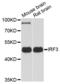 Interferon Regulatory Factor 3 antibody, AHP2484, Bio-Rad (formerly AbD Serotec) , Western Blot image 