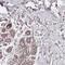 BCL9 Like antibody, HPA049370, Atlas Antibodies, Immunohistochemistry frozen image 