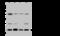 RAS Like Proto-Oncogene B antibody, 202141-T44, Sino Biological, Western Blot image 