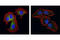 RAB25, Member RAS Oncogene Family antibody, 4314S, Cell Signaling Technology, Immunofluorescence image 