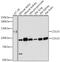 Prominin 1 antibody, GTX32496, GeneTex, Western Blot image 