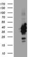 Chromosome 3 Open Reading Frame 62 antibody, TA811299S, Origene, Western Blot image 