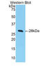 Selectin L antibody, LS-C296361, Lifespan Biosciences, Western Blot image 