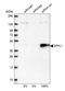 Zinc finger protein-like 1 antibody, HPA014909, Atlas Antibodies, Western Blot image 