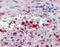 Heat Shock Protein Family A (Hsp70) Member 8 antibody, ADI-SPA-757-F, Enzo Life Sciences, Immunohistochemistry frozen image 
