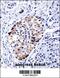 Vesicle Associated Membrane Protein 3 antibody, 57-894, ProSci, Immunohistochemistry frozen image 