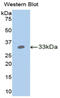 Angiopoietin-related protein 4 antibody, LS-C292824, Lifespan Biosciences, Western Blot image 