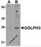 Golgi Phosphoprotein 3 antibody, 5443, ProSci Inc, Western Blot image 