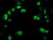 ERCC Excision Repair 4, Endonuclease Catalytic Subunit antibody, TA503324, Origene, Immunofluorescence image 