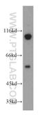 Retrotransposon-derived protein PEG10 antibody, 14412-1-AP, Proteintech Group, Western Blot image 