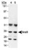 Aryl Hydrocarbon Receptor Interacting Protein antibody, MA3-16515, Invitrogen Antibodies, Western Blot image 