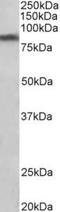Solute Carrier Family 6 Member 3 antibody, TA311170, Origene, Western Blot image 