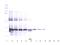 Cellular Communication Network Factor 5 antibody, 38-143, ProSci, Western Blot image 